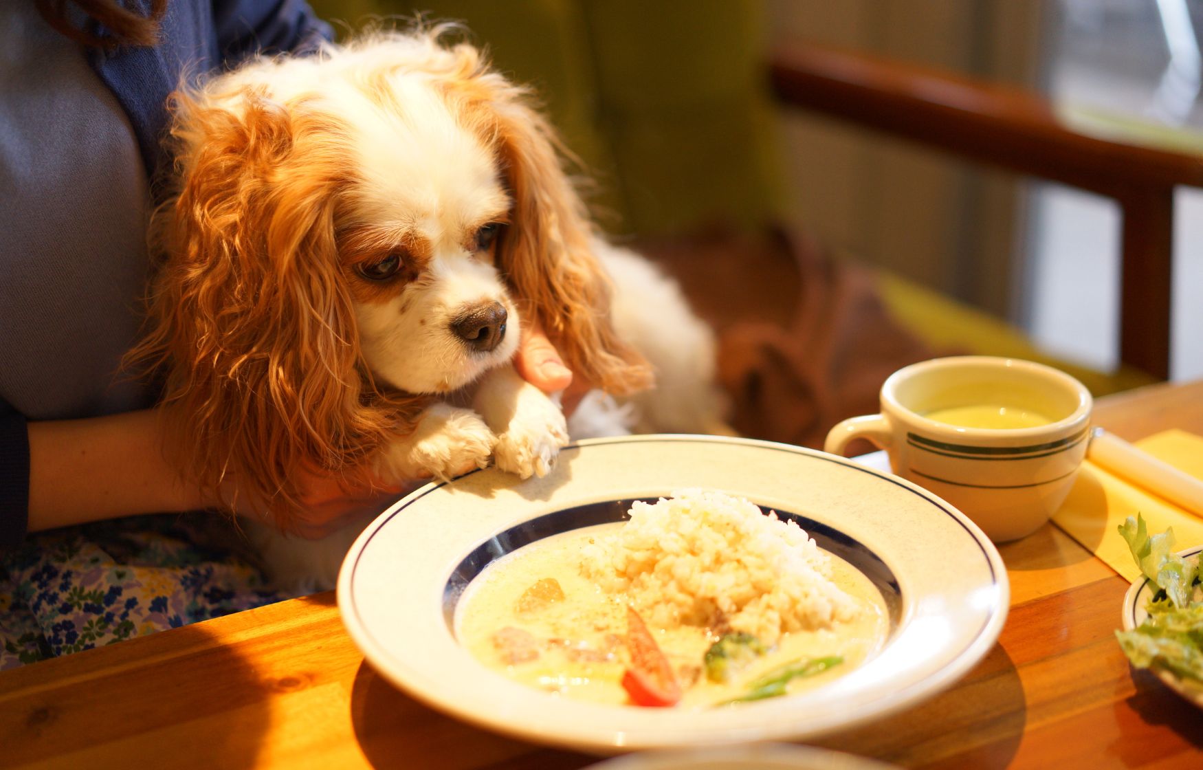 15 Popular Dog Cafes in Singapore Pawlyclinic